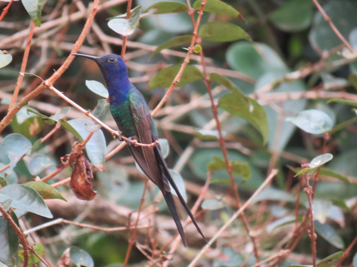 Colibrí Golondrina - ML623402723