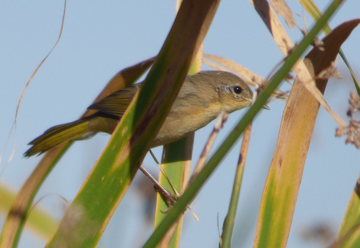 Common Yellowthroat - Jim Mott