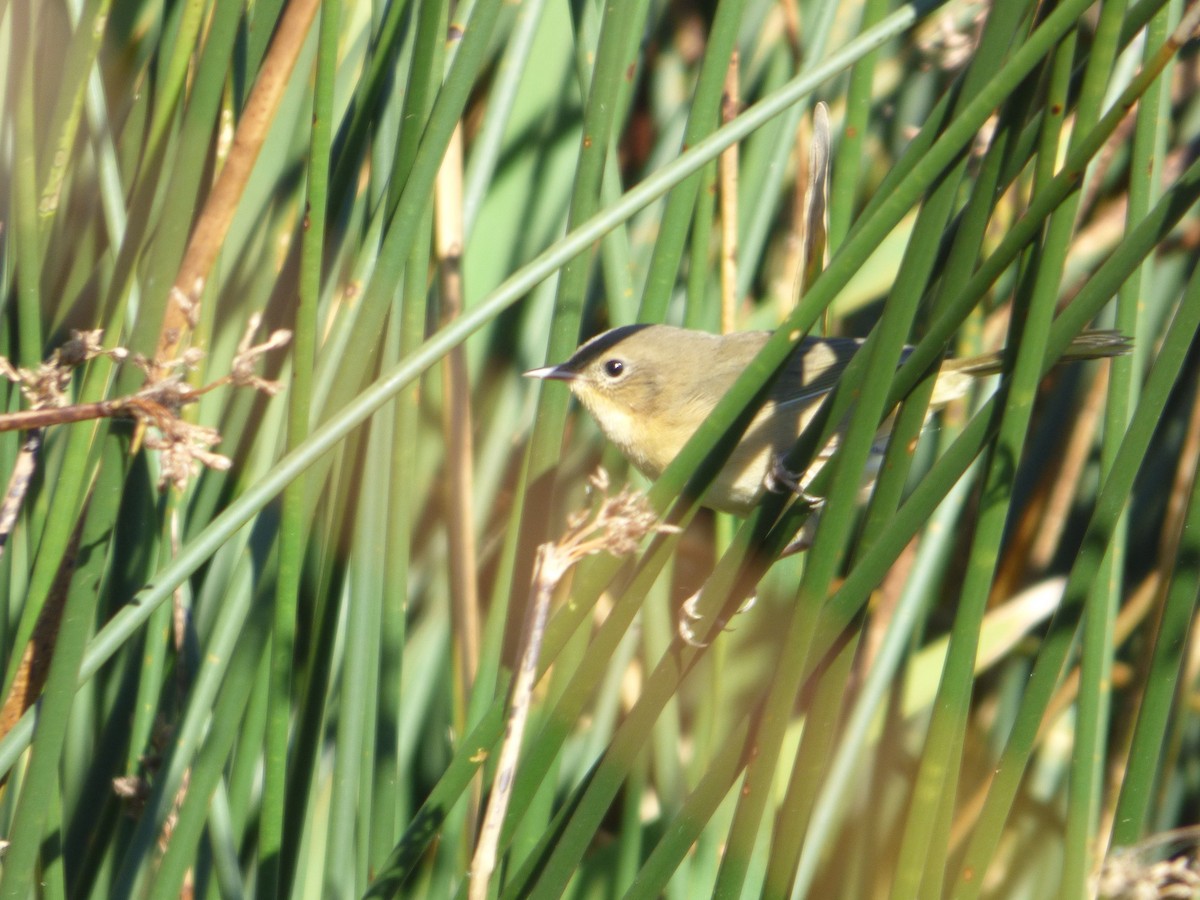 Common Yellowthroat - ML623402733