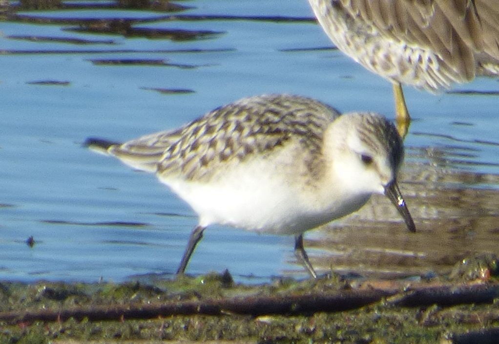 Sanderling - ML623402738