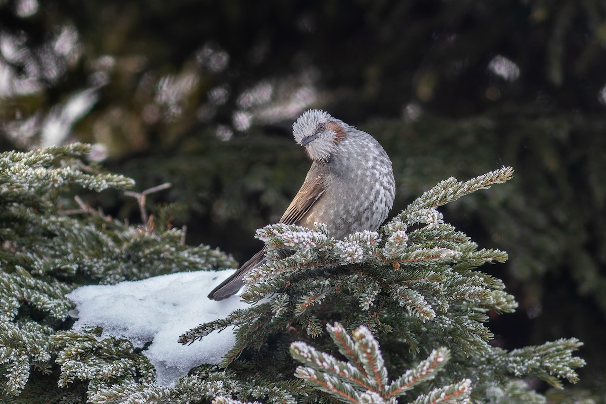 Brown-eared Bulbul - Sila Viriyautsahakul