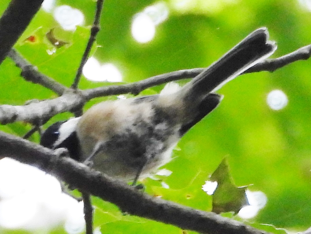 Black-capped Chickadee - ML623402764