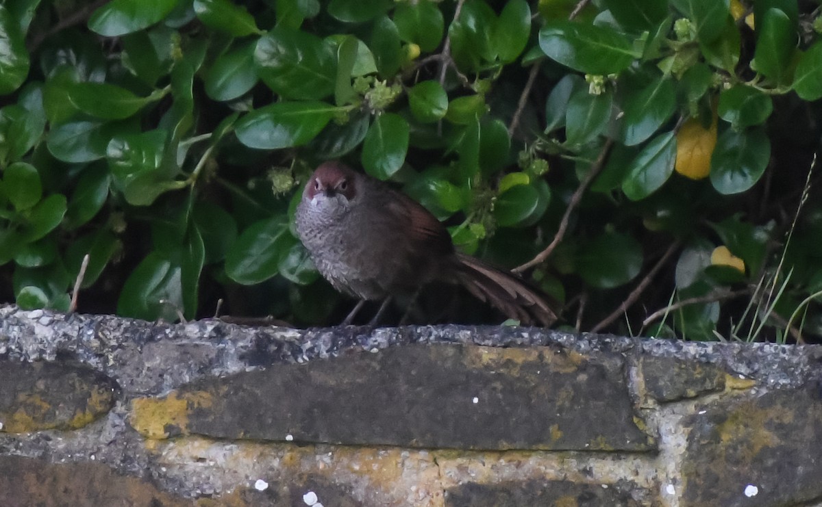 Rufous Bristlebird - Laurence Green