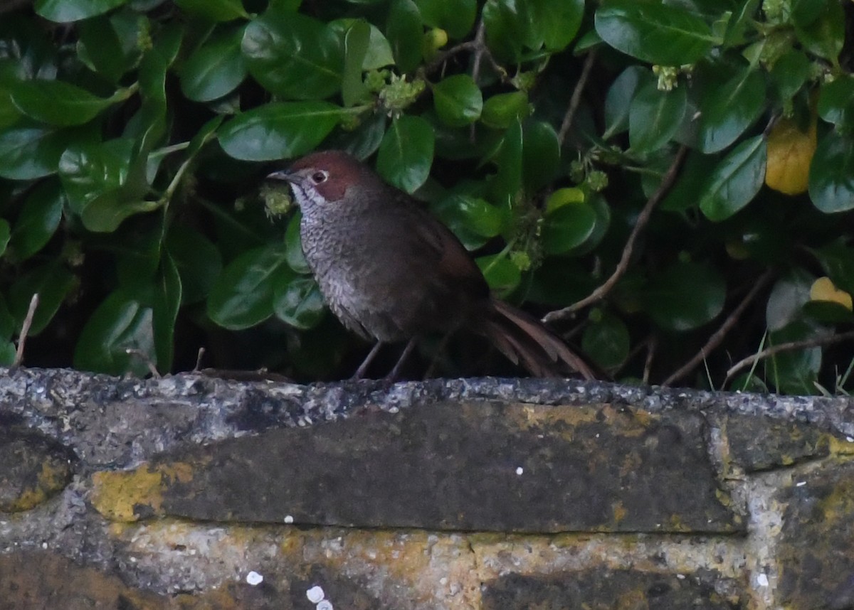 Rufous Bristlebird - Laurence Green