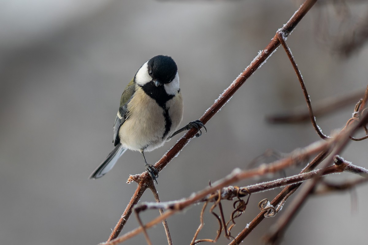 Japanese Tit (Japanese) - ML623402774