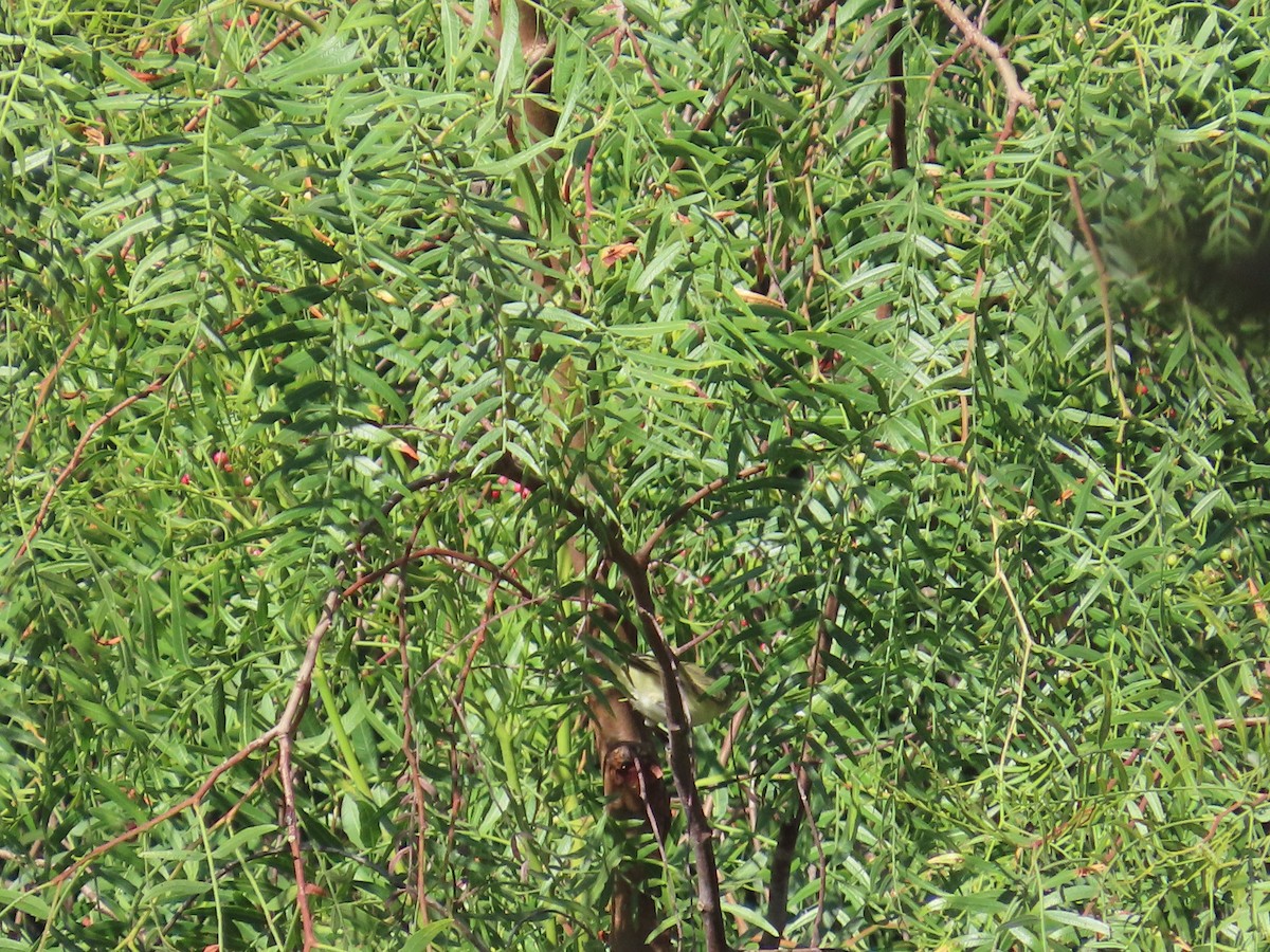 Бор шувууны багын тодорхойгүй зүйл - ML623402796