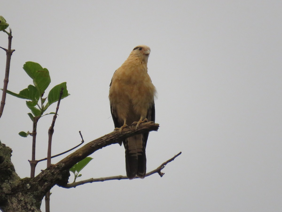 Yellow-headed Caracara - Chuck Jones