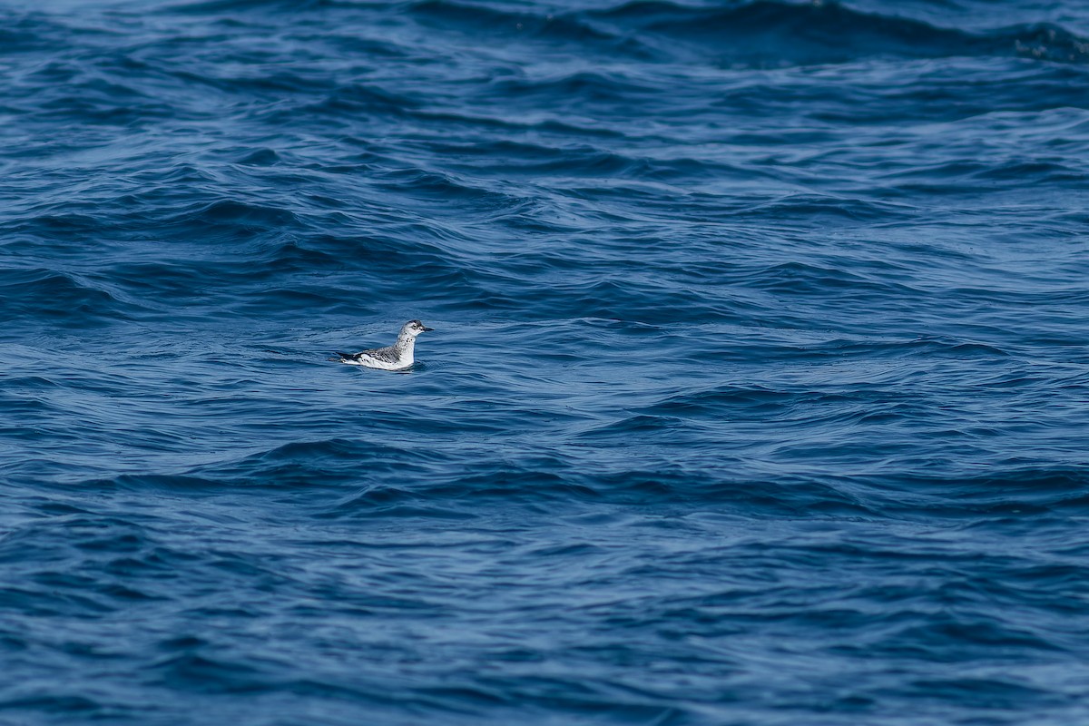 Pigeon Guillemot - Sila Viriyautsahakul