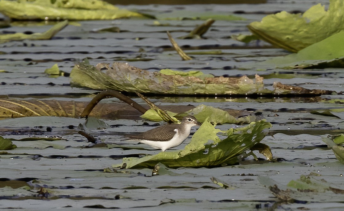 Spotted Sandpiper - Lynette Spence