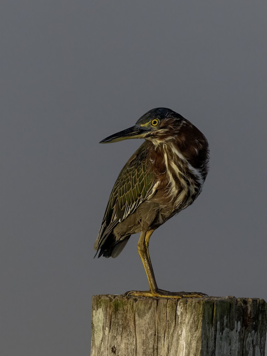 Green Heron - ML623402823