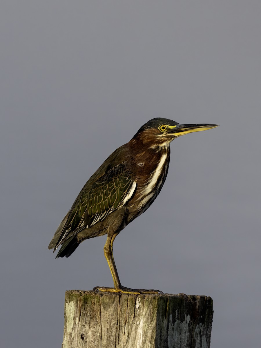 Green Heron - ML623402825