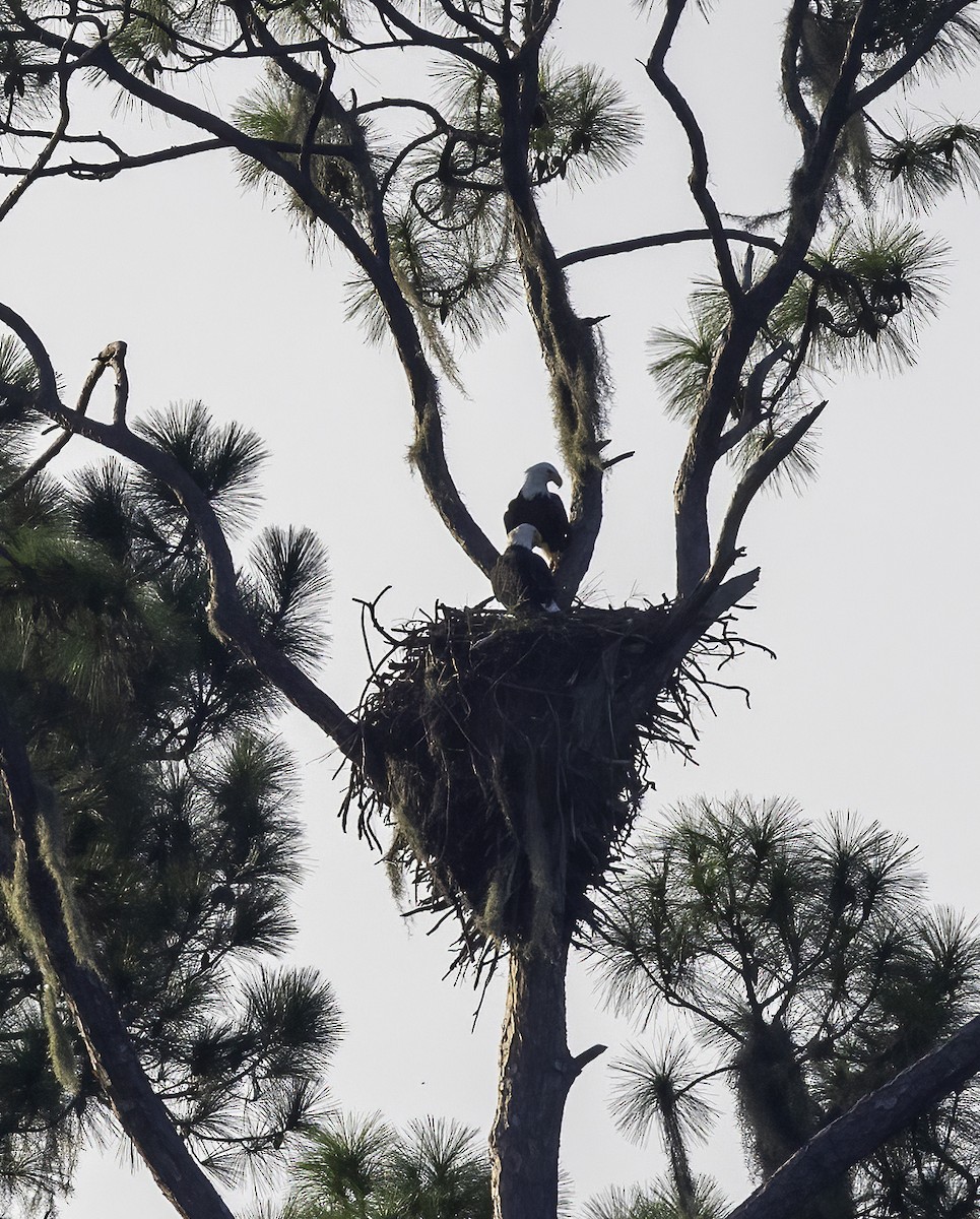 Bald Eagle - ML623402829