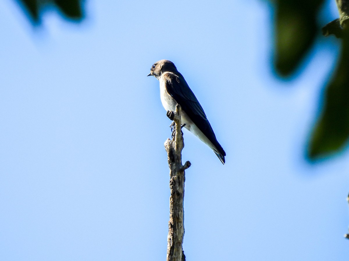 Tree Swallow - ML623402830