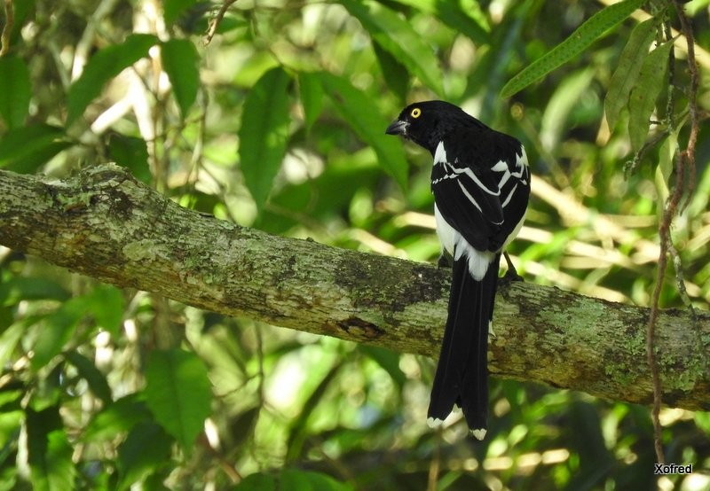 Magpie Tanager - ML623402840