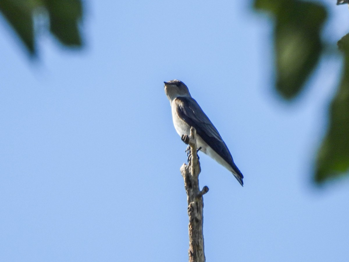 Tree Swallow - ML623402842