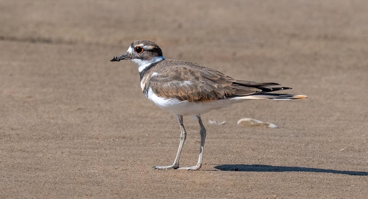 Killdeer - Yannick Fleury