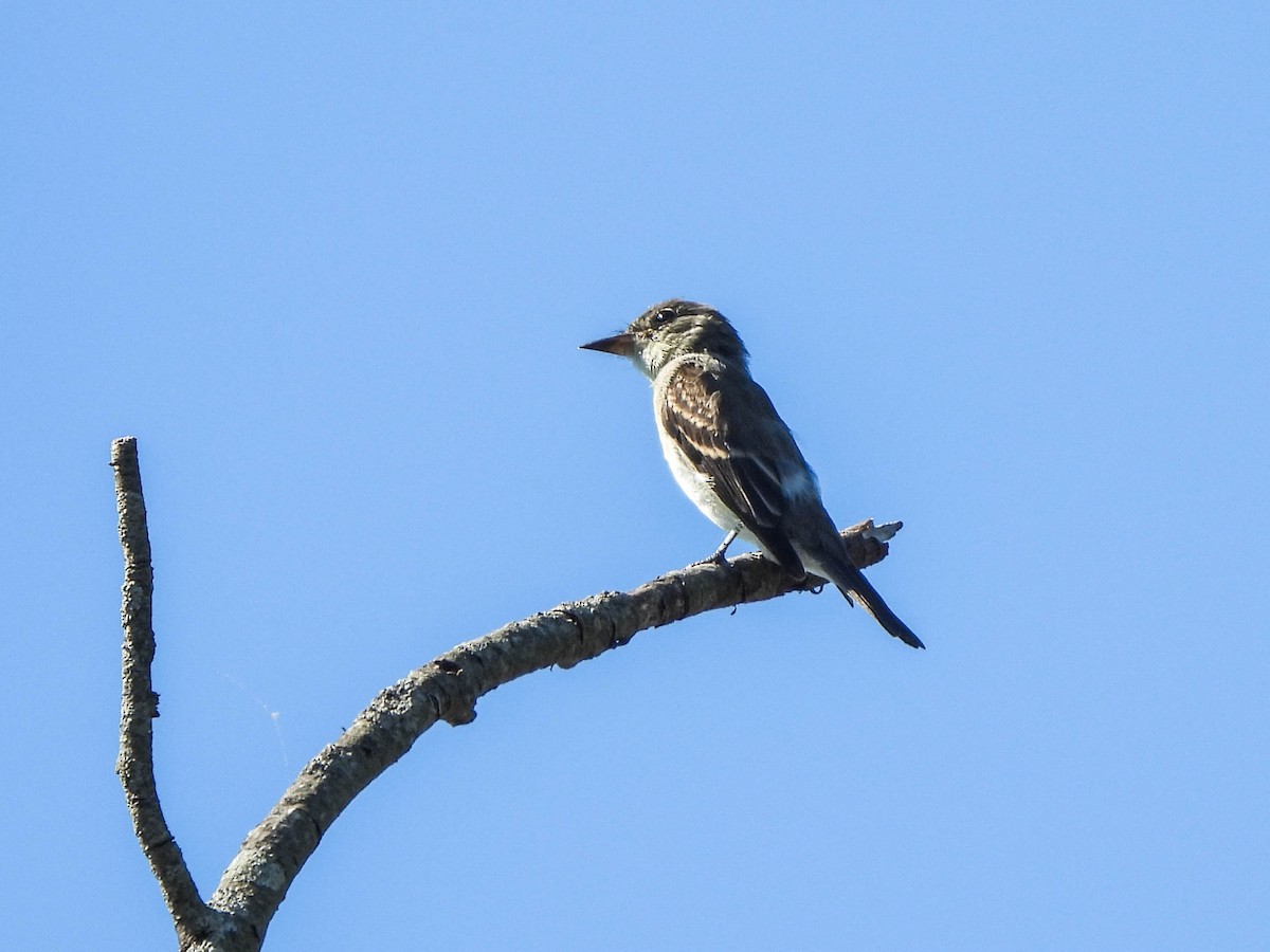 Olive-sided Flycatcher - ML623402862