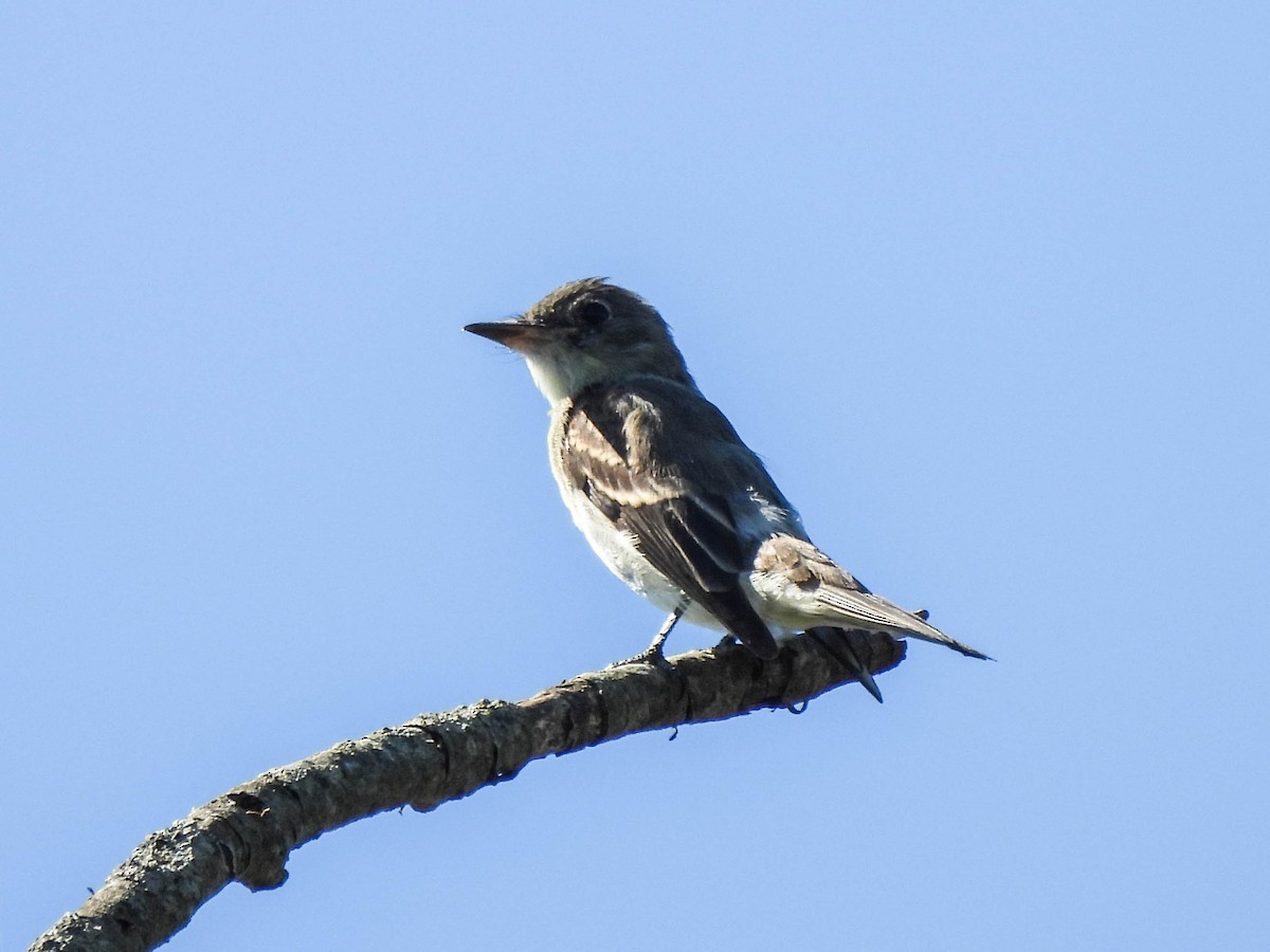 Olive-sided Flycatcher - ML623402863