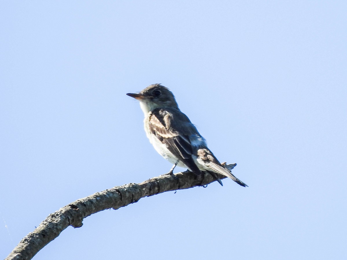 Olive-sided Flycatcher - ML623402864