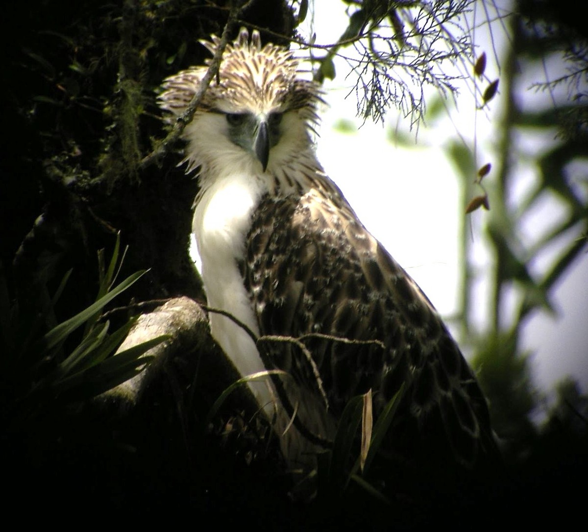 Philippine Eagle - ML623402872