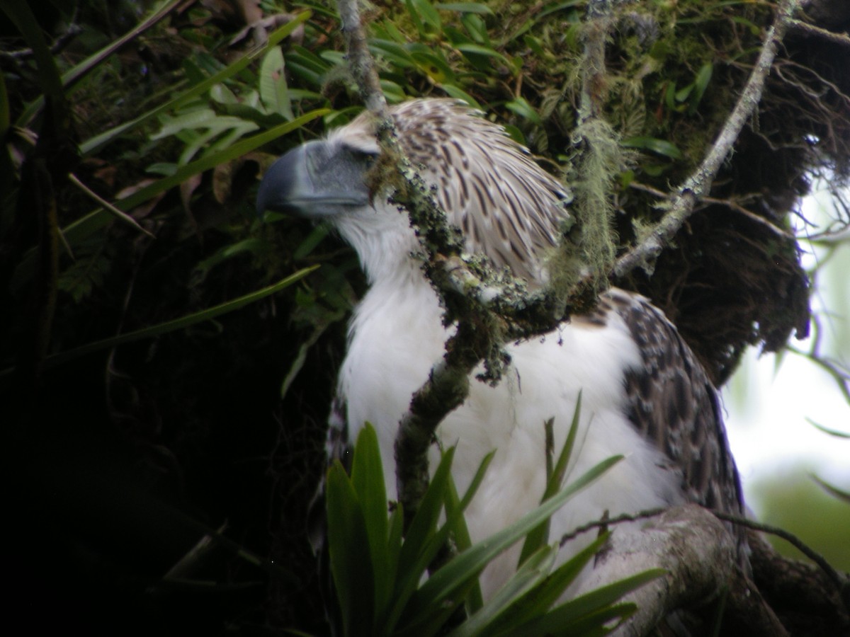 Philippine Eagle - ML623402873