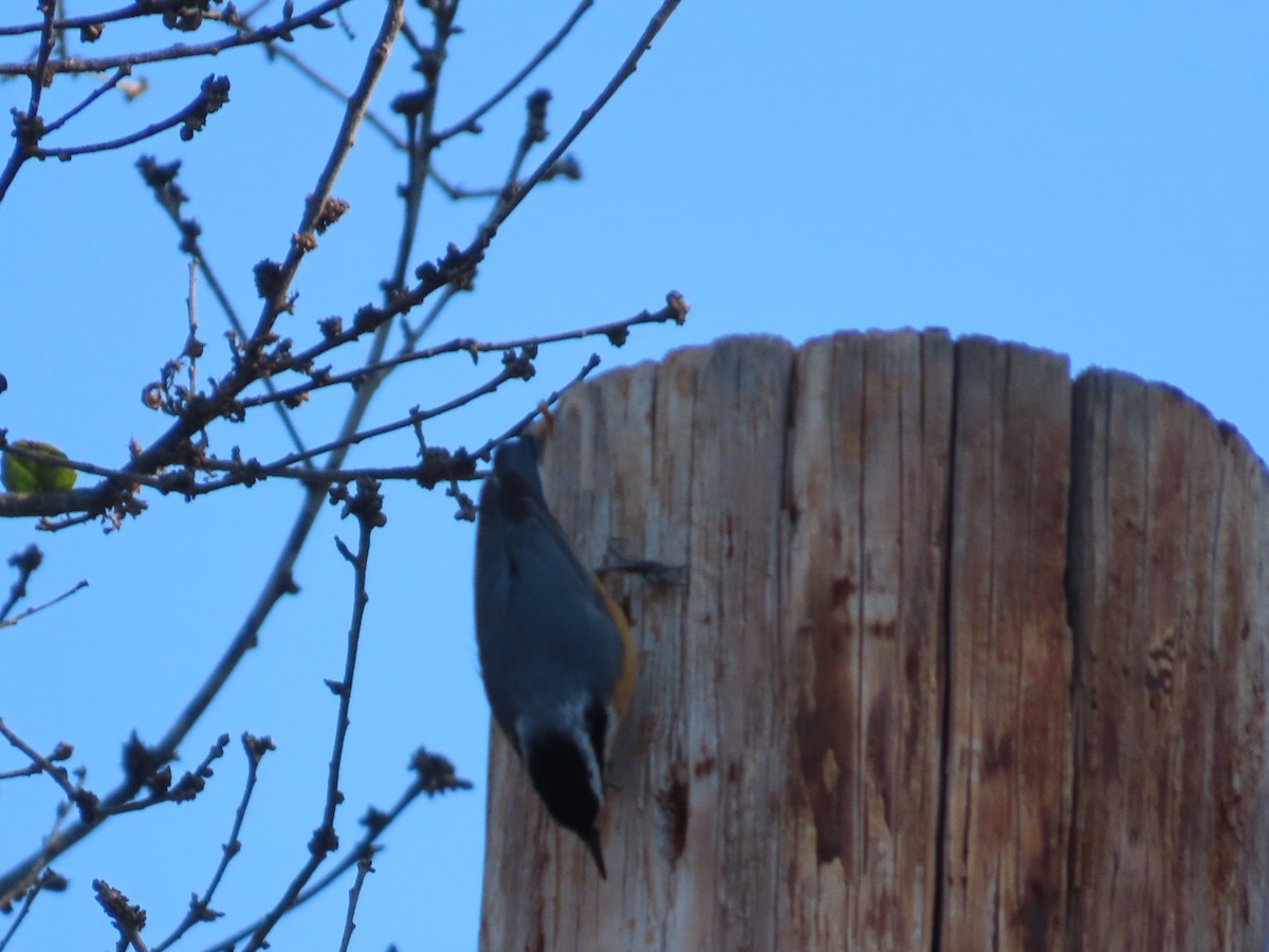 Red-breasted Nuthatch - ML623402878