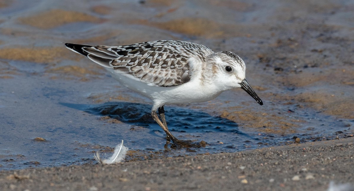 Sanderling - Yannick Fleury