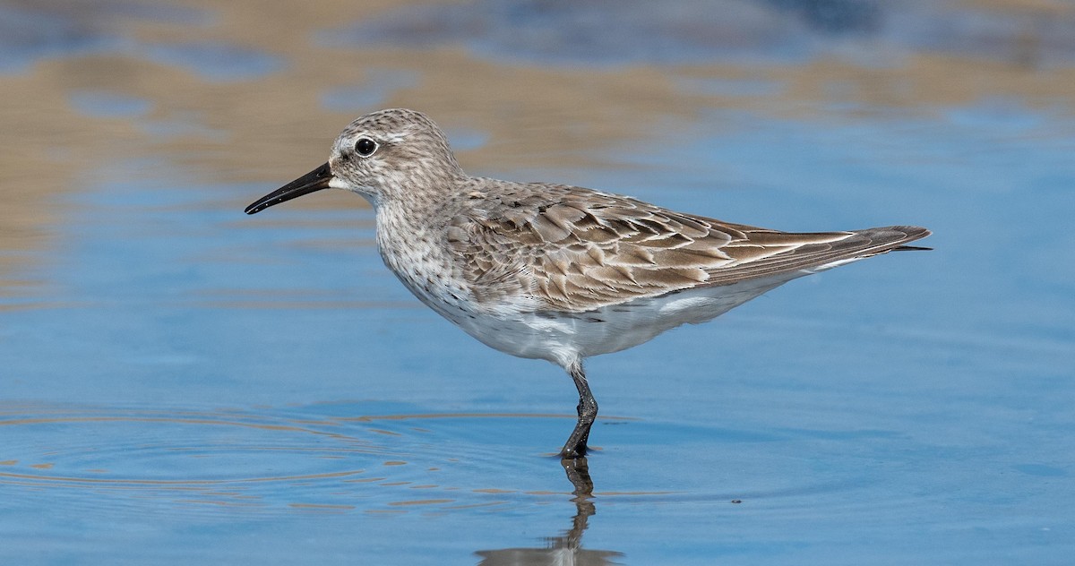 White-rumped Sandpiper - Yannick Fleury