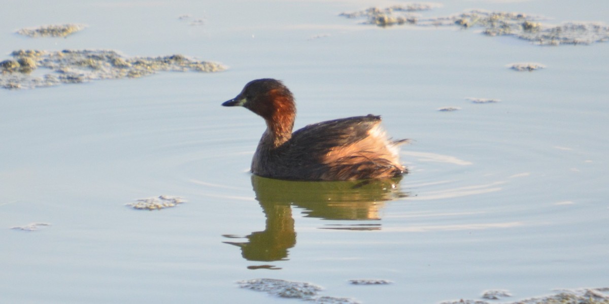 Little Grebe - ML623402925