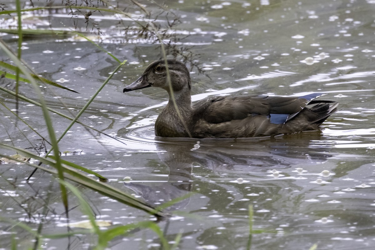Wood Duck - ML623402933