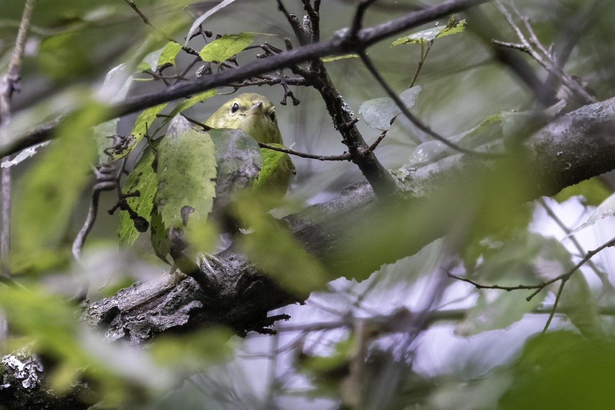 Tennessee Warbler - ML623402948