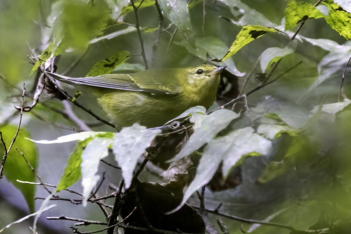 Tennessee Warbler - ML623402949