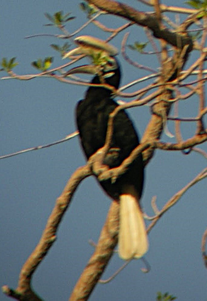 Palawan Hornbill - ML623402969