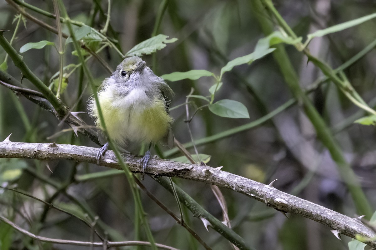 White-eyed Vireo - Mel Green