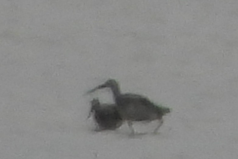 Greater Yellowlegs - ML623403002