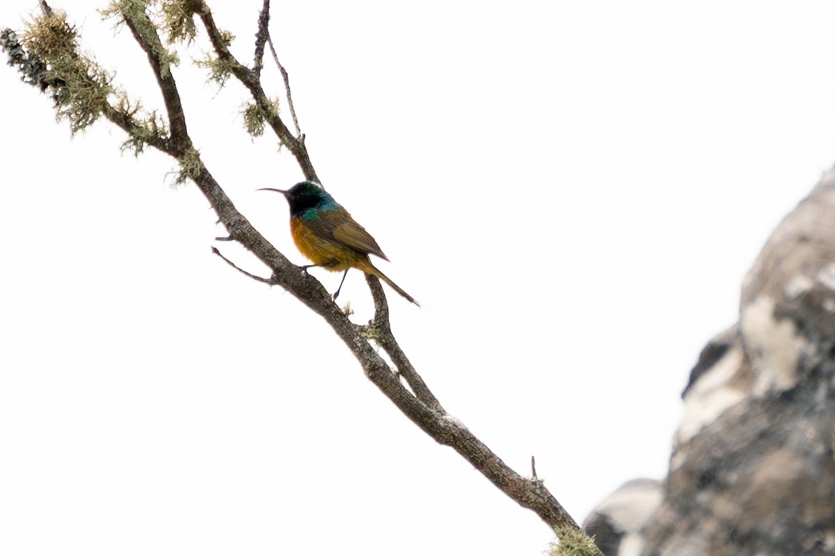 Orange-breasted Sunbird - ML623403012