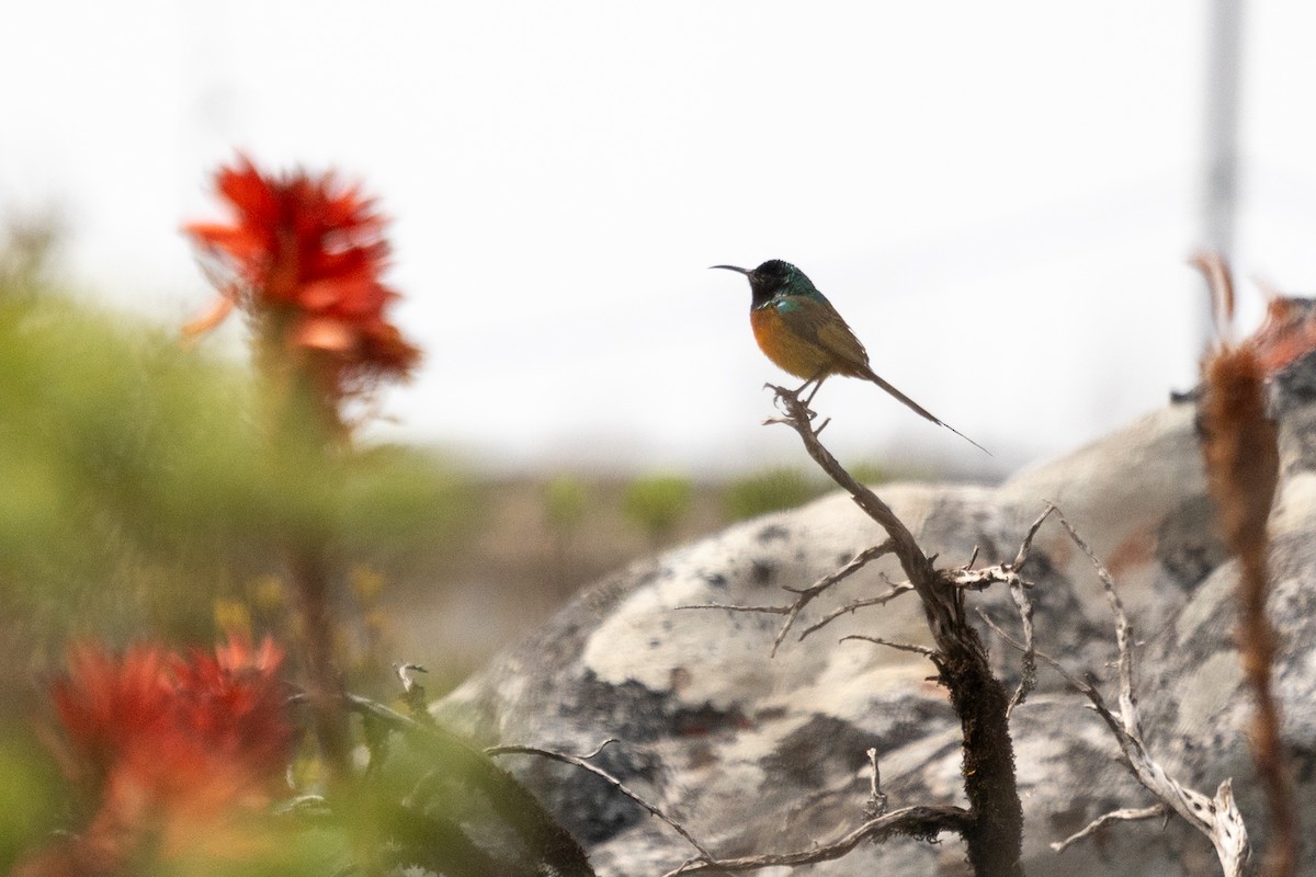 Orange-breasted Sunbird - ML623403013