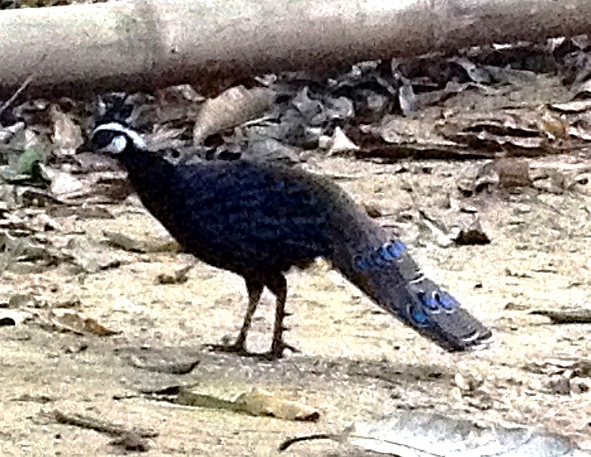 Palawan Peacock-Pheasant - Joseph Pimentel