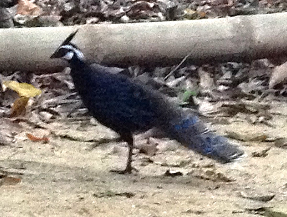 Palawan Peacock-Pheasant - ML623403052