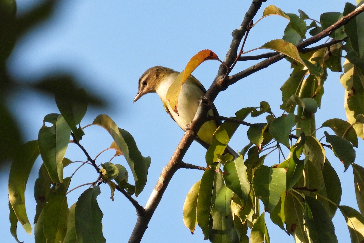 Kızıl Gözlü Vireo - ML623403072