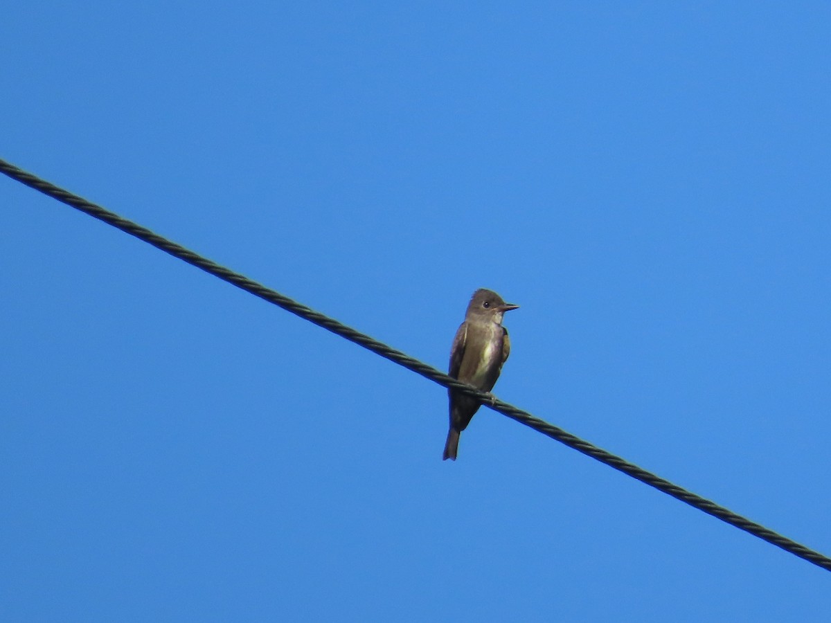 Western Wood-Pewee - ML623403082
