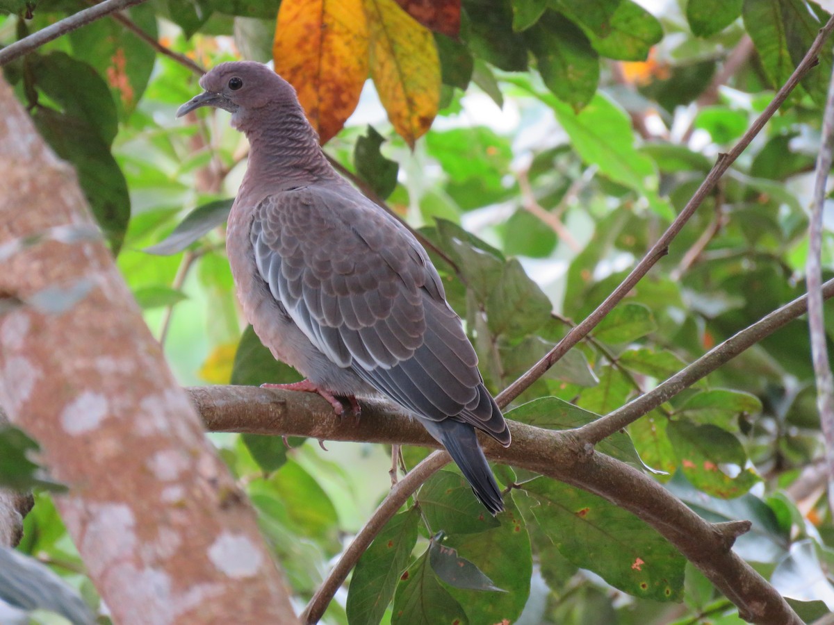 Picazuro Pigeon - ML623403089