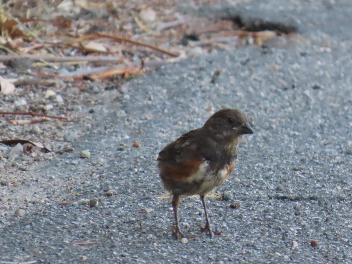 Spotted Towhee - ML623403114