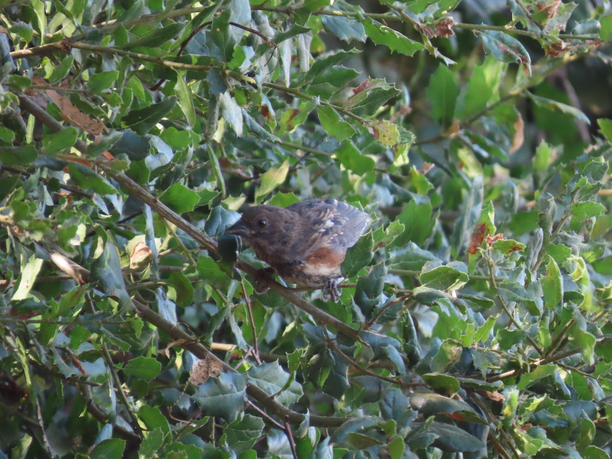 Spotted Towhee - ML623403115