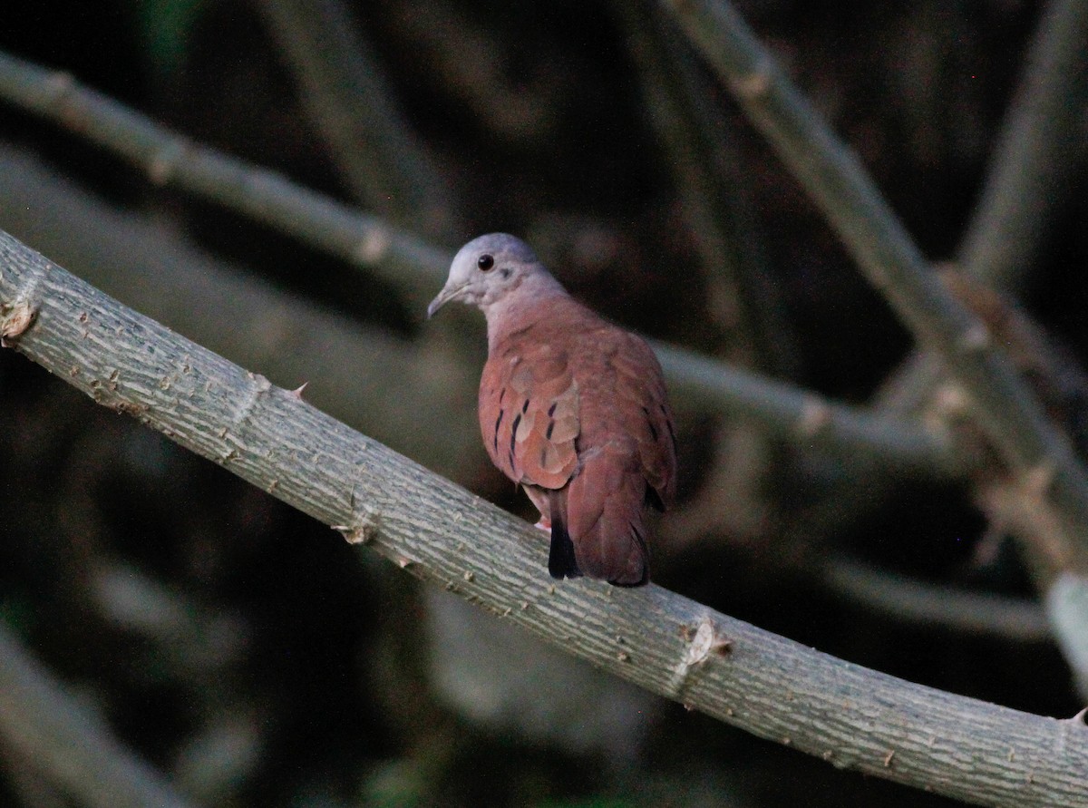 Ruddy Ground Dove - Danny J Alvarado S