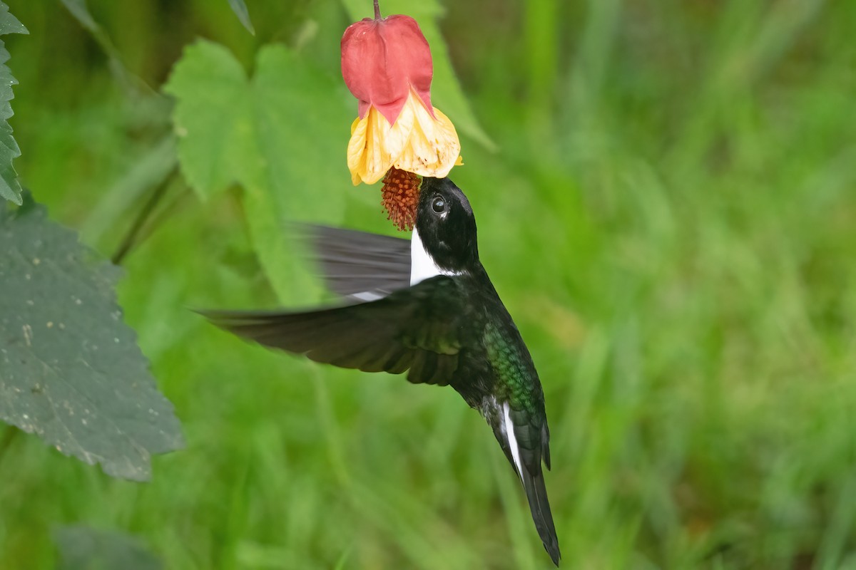 Collared Inca - Allen Chartier