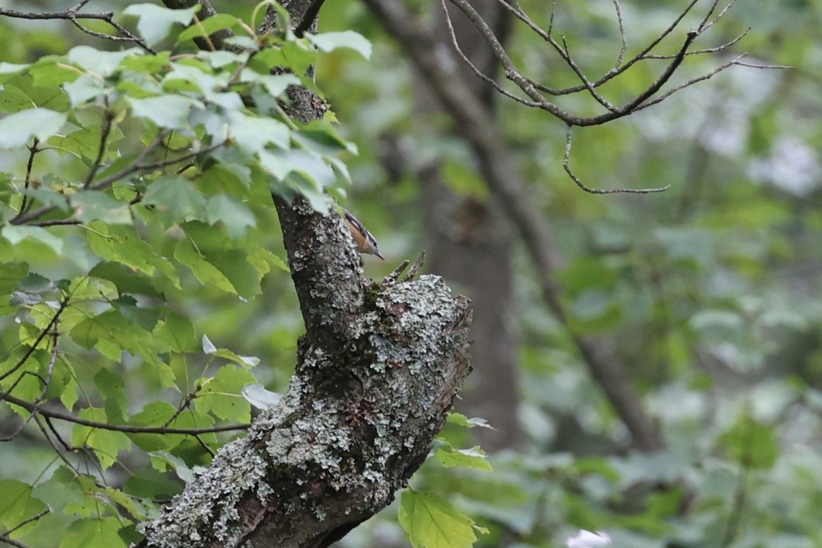 Red-breasted Nuthatch - ML623403263