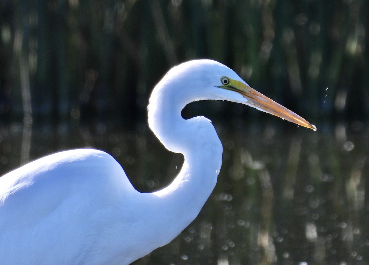 Great Egret - ML623403307