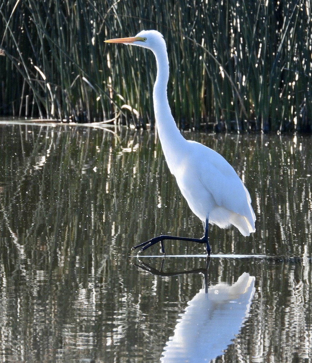 Great Egret - ML623403308