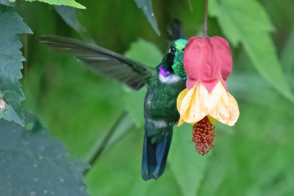 White-throated Daggerbill - Allen Chartier